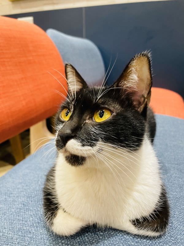 森林小徑健行店对宠物超友善